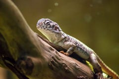 Lizard sitting on a tree branch stock photos Lizard sitting on a tree branch stock photos