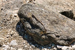 The lizard is sunbathing on a large stone ! royalty free stock photography The lizard is sunbathing on a large stone ! royalty free stock photography