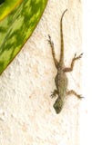Lizard stock photos Lizard stock photos