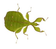 liści phylliidae insektów phyllium sp zdjęcie royalty free liści phylliidae insektów phyllium sp zdjęcie royalty free