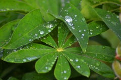 Liścia lupine w raindrops obraz stock Liścia lupine w raindrops obraz stock