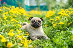 Ljus gul matta av maskrosor p? mopets arkivbilder Ljus gul matta av maskrosor p? mopets arkivbilder