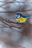 Ljus mes på filial i vinter fotografering för bildbyråer Ljus mes på filial i vinter fotografering för bildbyråer