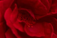 Ljus r?d ros f?r dag f?r valentin` s close upp royaltyfri bild Ljus r?d ros f?r dag f?r valentin` s close upp royaltyfri bild
