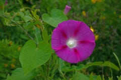 LJUS ROSA MORGONHÄRLIGHET MED DEN VITA MITTEN fotografering för bildbyråer LJUS ROSA MORGONHÄRLIGHET MED DEN VITA MITTEN fotografering för bildbyråer