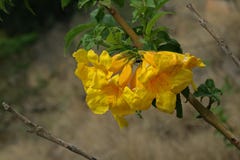 LJUSA BLOMMOR FÖR GUL TRUMPET royaltyfri bild LJUSA BLOMMOR FÖR GUL TRUMPET royaltyfri bild
