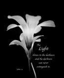 Ljuset - inspirerande vita delikata blommor för svart & med bibelvers arkivfoton Ljuset - inspirerande vita delikata blommor för svart & med bibelvers arkivfoton