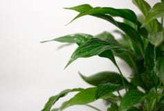 Ljust bakgrunds- och kopieringsutrymme Suddighetsnärbild på ett nytt grönt blad, efter regn med vattendroppar Botanisk lövverknat arkivfoto Ljust bakgrunds- och kopieringsutrymme Suddighetsnärbild på ett nytt grönt blad, efter regn med vattendroppar Botanisk lövverknat arkivfoto