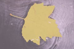Ljust färgglat höstblad som svävar i vattentappning Retro Fil royaltyfria bilder Ljust färgglat höstblad som svävar i vattentappning Retro Fil royaltyfria bilder