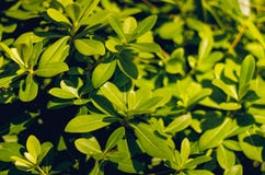 Ljust - grön lövverk- och gräsnärbild Vegetation i Turkiet Texturen av gräsplanerna royaltyfria bilder Ljust - grön lövverk- och gräsnärbild Vegetation i Turkiet Texturen av gräsplanerna royaltyfria bilder