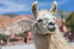 Llama In Purmamarca, Jujuy, Argentina. Stock Image Llama In Purmamarca, Jujuy, Argentina. Stock Image