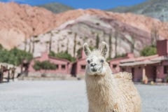 Llama In Purmamarca, Jujuy, Argentina. Stock Images Llama In Purmamarca, Jujuy, Argentina. Stock Images