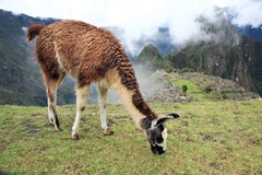 Llama at Lost City of Machu Picchu - Peru stock photo Llama at Lost City of Machu Picchu - Peru stock photo