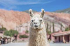 Llama in Purmamarca, Jujuy, Argentina. royalty free stock image Llama in Purmamarca, Jujuy, Argentina. royalty free stock image