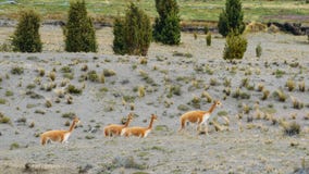 Llama είναι ένας εξημερωμένος νότος - αμερικανικό camelid, που χρησιμοποιείται ευρέως ως ζώο κρέατος και πακέτων από τους των Άνδ στοκ φωτογραφία με δικαίωμα ελεύθερης χρήσης Llama είναι ένας εξημερωμένος νότος - αμερικανικό camelid, που χρησιμοποιείται ευρέως ως ζώο κρέατος και πακέτων από τους των Άνδ στοκ φωτογραφία με δικαίωμα ελεύθερης χρήσης