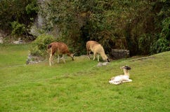 Llamas at Machu Picchu Peru stock photos Llamas at Machu Picchu Peru stock photos