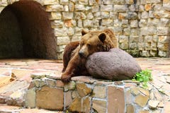 Lleve el relajarse en parque zoológico en Augsburg foto de archivo libre de regalías Lleve el relajarse en parque zoológico en Augsburg foto de archivo libre de regalías