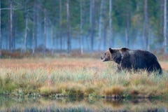 Lleve ocultado en árboles amarillos del otoño del bosque con el oso Oso marrón hermoso que camina alrededor del lago con colores imagen de archivo libre de regalías Lleve ocultado en árboles amarillos del otoño del bosque con el oso Oso marrón hermoso que camina alrededor del lago con colores imagen de archivo libre de regalías