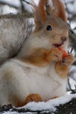Lo scoiattolo tiene una carota in sue zampe e la mangia fotografia stock libera da diritti Lo scoiattolo tiene una carota in sue zampe e la mangia fotografia stock libera da diritti