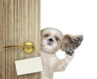 Lo shitzu felice dà una occhiata a fuori da dietro la porta Isolato su bianco fotografia stock Lo shitzu felice dà una occhiata a fuori da dietro la porta Isolato su bianco fotografia stock