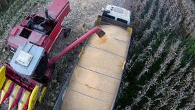 Loading corn into the truck. Over them Loading corn into the truck. Over them