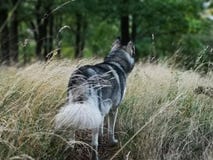 Lobo fotografia de stock royalty free Lobo fotografia de stock royalty free