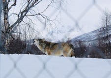 Lobo que grita en la nieve imagen de archivo Lobo que grita en la nieve imagen de archivo