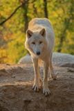 Lobo ártico - arctos del lupus de Canis foto de archivo Lobo ártico - arctos del lupus de Canis foto de archivo