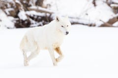 Lobo ártico con los ojos brillantes Foto de archivo Lobo ártico con los ojos brillantes Foto de archivo