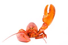 Lobster Stock Photography