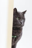 Localización gris del gato en la superficie fotografía de archivo Localización gris del gato en la superficie fotografía de archivo