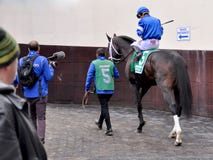 Lockat - Godolphin stall arkivbild Lockat - Godolphin stall arkivbild