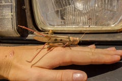 locusta morta enorme su una mano per la scala davanti alle luci dell'automobile è stato ucciso in macchina movente, animale, Aust fotografia stock libera da diritti locusta morta enorme su una mano per la scala davanti alle luci dell'automobile è stato ucciso in macchina movente, animale, Aust fotografia stock libera da diritti