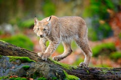 Lodjur i skogen som går den Eurasian lösa katten på den gröna mossiga stenen, gröna träd i bakgrund Lös katt i naturlivsmiljön, t fotografering för bildbyråer Lodjur i skogen som går den Eurasian lösa katten på den gröna mossiga stenen, gröna träd i bakgrund Lös katt i naturlivsmiljön, t fotografering för bildbyråer