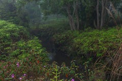 Perfect atmosphere pine and rain forest with flowers field beautiful and famous for travel nature learn royalty free stock images Perfect atmosphere pine and rain forest with flowers field beautiful and famous for travel nature learn royalty free stock images