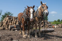 Log Pulling Team Of Horses Royalty Free Stock Photos Log Pulling Team Of Horses Royalty Free Stock Photos