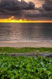 Log wood with beach morning glory on the beach and sunset royalty free stock photo Log wood with beach morning glory on the beach and sunset royalty free stock photo