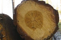 Logga m?nga journaler som ligger p? jordningen i skogen som klipper ner tr?d, skogf?rst?relse slut upp tr?dstammen arkivbilder Logga m?nga journaler som ligger p? jordningen i skogen som klipper ner tr?d, skogf?rst?relse slut upp tr?dstammen arkivbilder