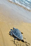 Loggerhead Sea Turtle (Caretta caretta) stock image Loggerhead Sea Turtle (Caretta caretta) stock image