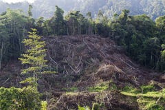 Logging Site Stock Photos