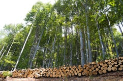 Logs de madeira de madeiras de faia na floresta, empilhados em uma pilha foto de stock Logs de madeira de madeiras de faia na floresta, empilhados em uma pilha foto de stock