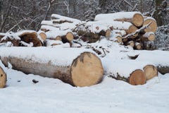 logs Rondins énormes ombragés par la neige en parc d'hiver photos stock logs Rondins énormes ombragés par la neige en parc d'hiver photos stock