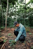 lokalny rolnik sprawdza jego truskawki przed jego robusta kawową plantacją obraz stock lokalny rolnik sprawdza jego truskawki przed jego robusta kawową plantacją obraz stock