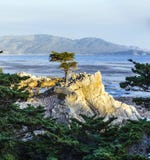 Lone Cypress At The 17-Miles-Drive In California Royalty Free Stock Photo Lone Cypress At The 17-Miles-Drive In California Royalty Free Stock Photo