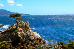 Lonely Cypress, Carmen and Monterey, California, Usa stock photography Lonely Cypress, Carmen and Monterey, California, Usa stock photography