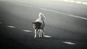 Lone dog crosses highway in fog