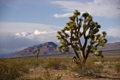 Lone Joshua Tree Stock Photo Lone Joshua Tree Stock Photo