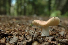 Lone Mushroom Stock Photo Lone Mushroom Stock Photo