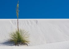 Lone Soaptree Yucca at White Sands stock image Lone Soaptree Yucca at White Sands stock image
