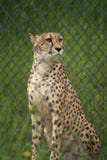 Lone Standing Cheetah stock photography Lone Standing Cheetah stock photography